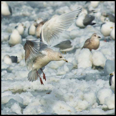 Iceland Gull