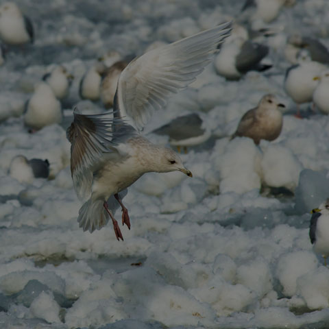 Iceland Gull