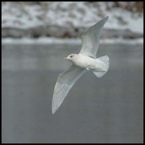 Iceland Gull