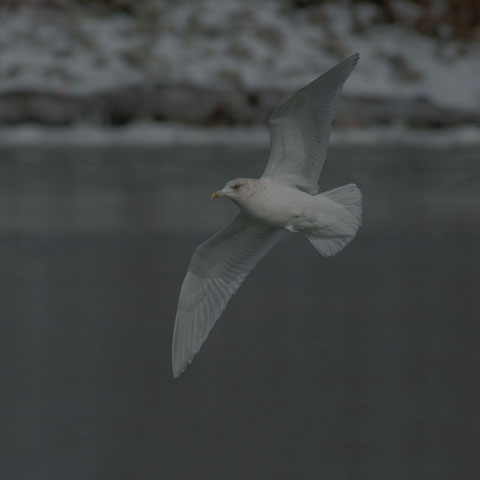 Iceland Gull