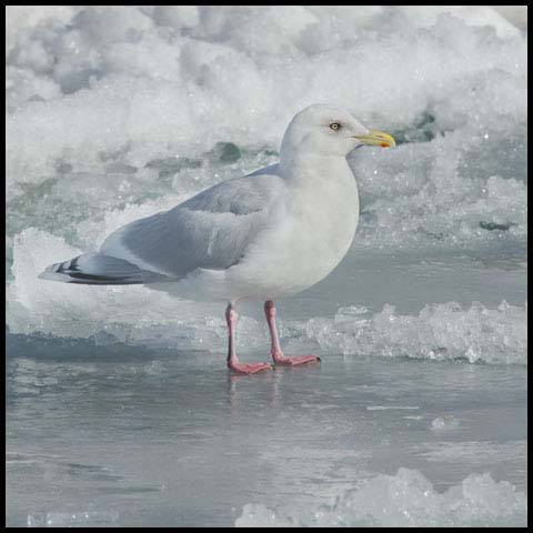Iceland Gull