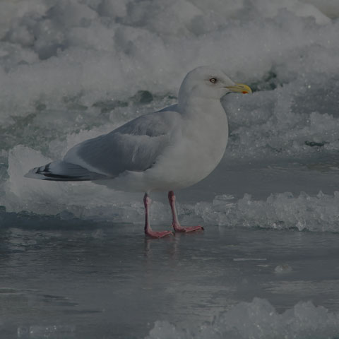 Iceland Gull