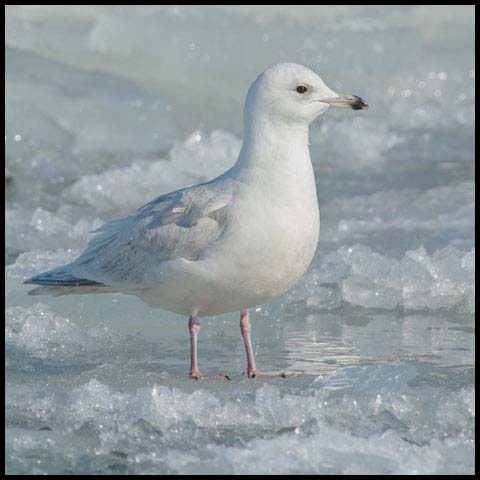Iceland Gull