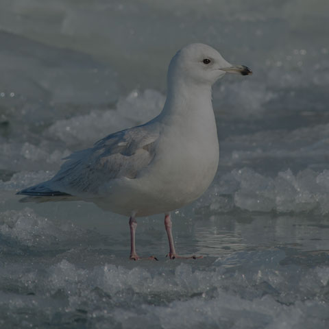 Iceland Gull