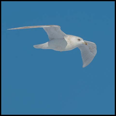 Iceland Gull