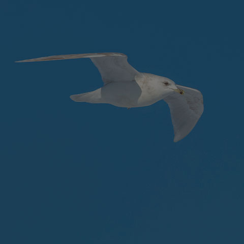 Iceland Gull