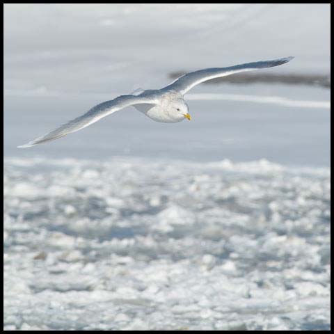 Iceland Gull