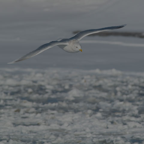Iceland Gull