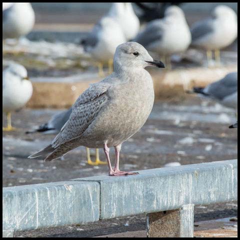 Iceland Gull