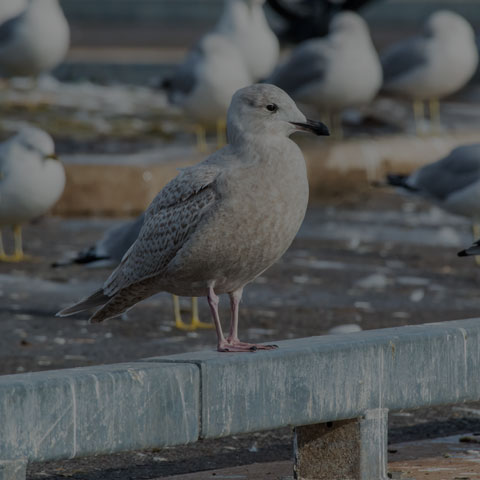 Iceland Gull