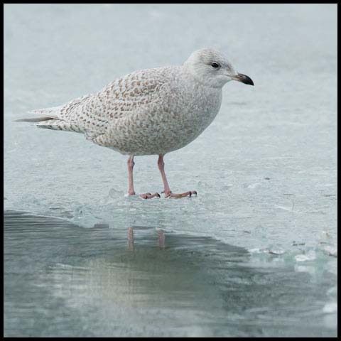 Iceland Gull