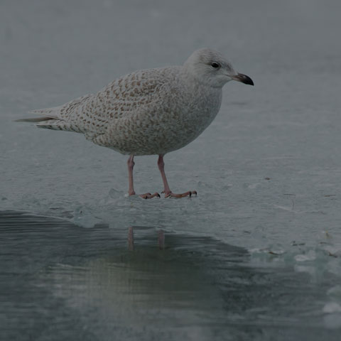 Iceland Gull