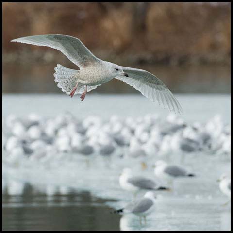 Iceland Gull