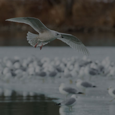 Iceland Gull