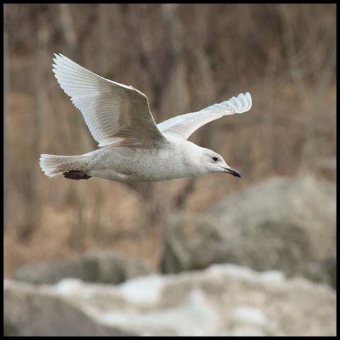 Iceland Gull