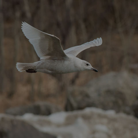 Iceland Gull