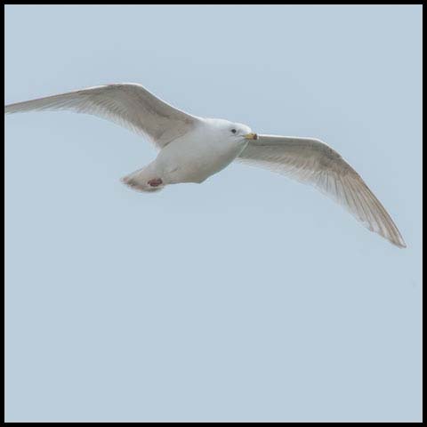 Iceland Gull