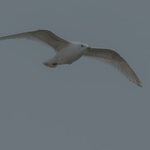 Iceland Gull