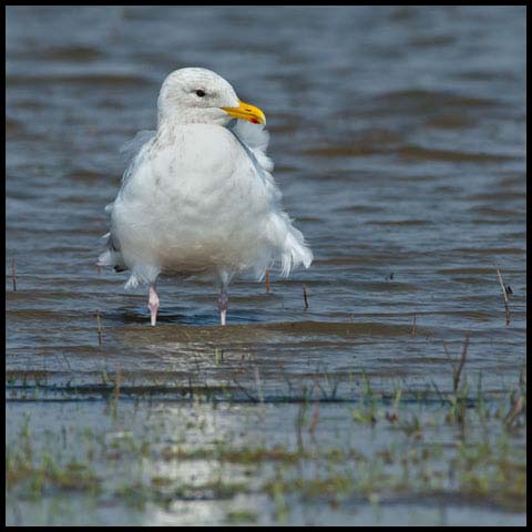 Iceland Gull
