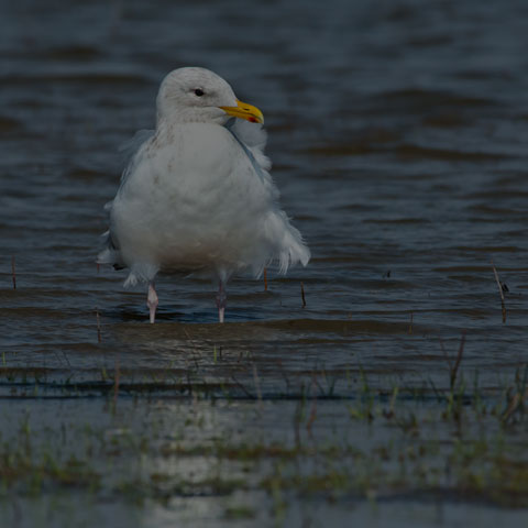 Iceland Gull