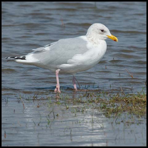 Iceland Gull