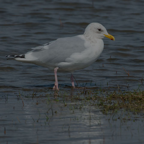 Iceland Gull