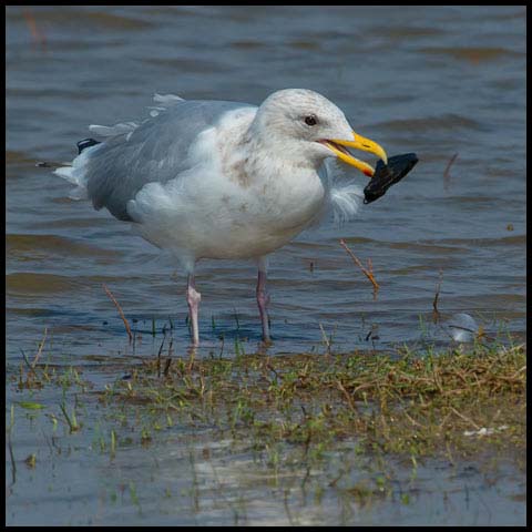 Iceland Gull