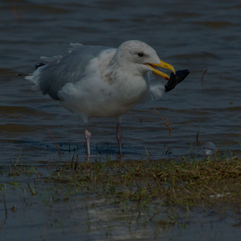 Iceland Gull