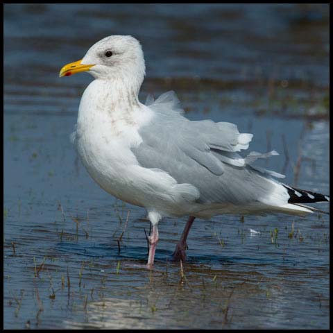 Iceland Gull