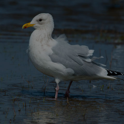 Iceland Gull