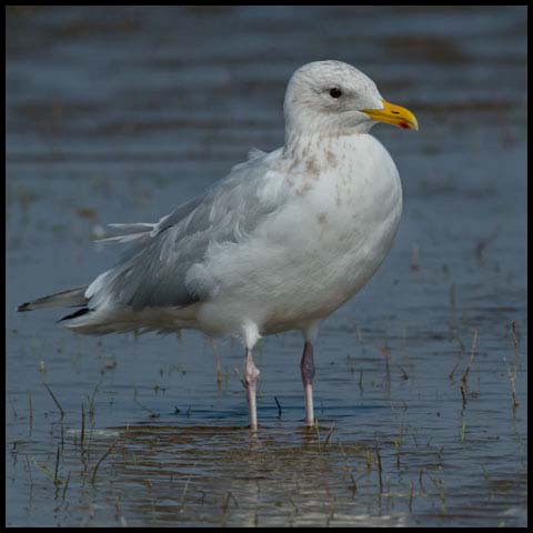 Iceland Gull
