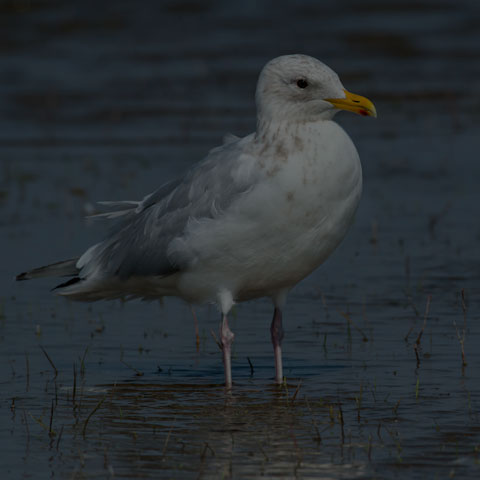 Iceland Gull