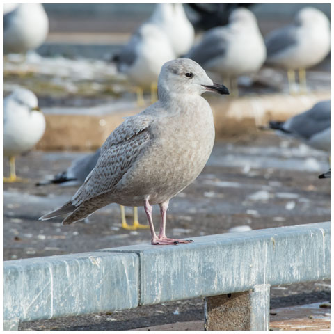 Iceland Gull