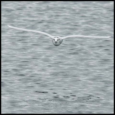 Little Gull