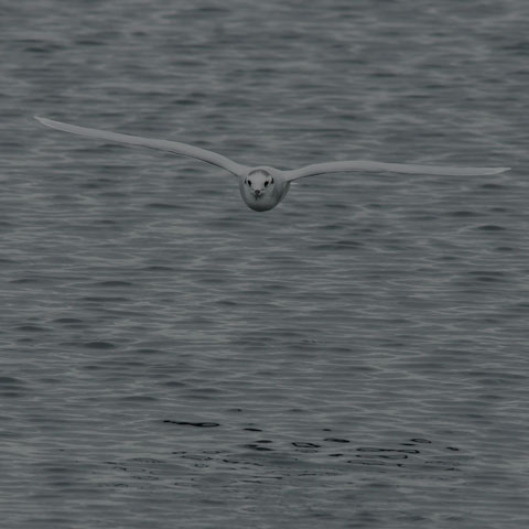 Little Gull