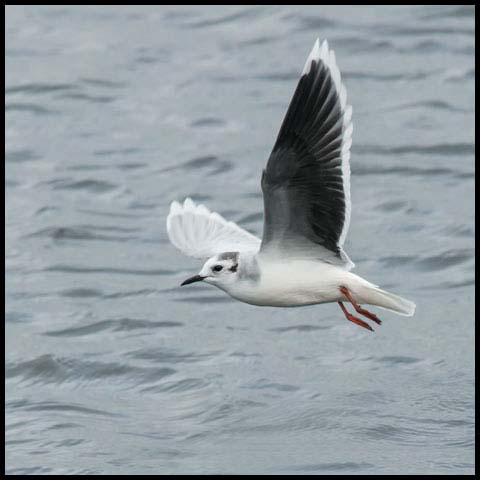 Little Gull