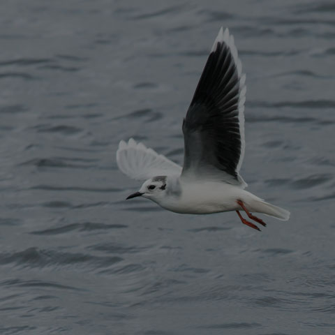 Little Gull