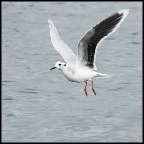 Little Gull