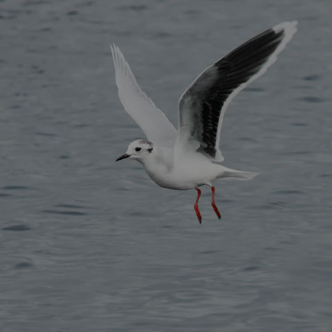 Little Gull