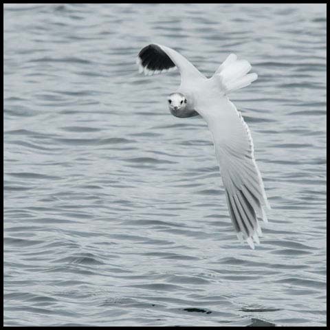 Little Gull