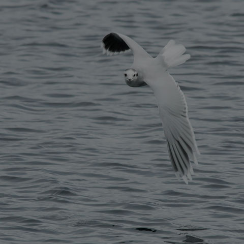 Little Gull