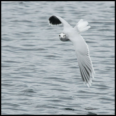 Little Gull