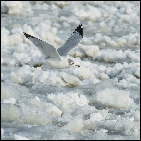 Ring-billed Gull