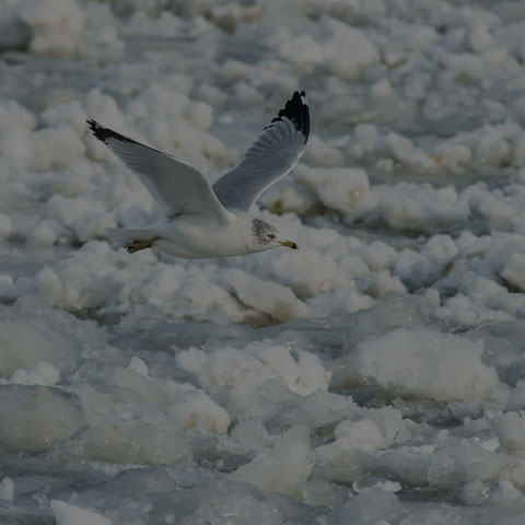 Ring-billed Gull