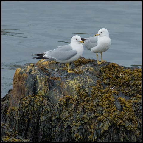 Ring-billed Gull