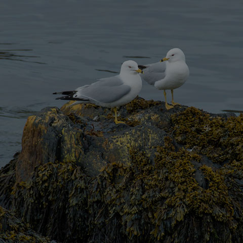 Ring-billed Gull