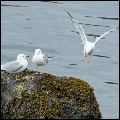 Ring-billed Gull
