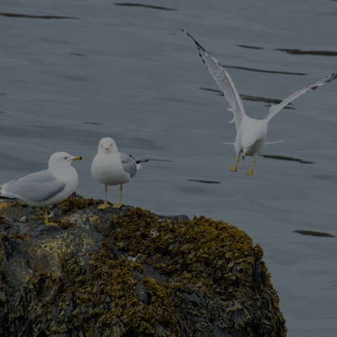 Ring-billed Gull