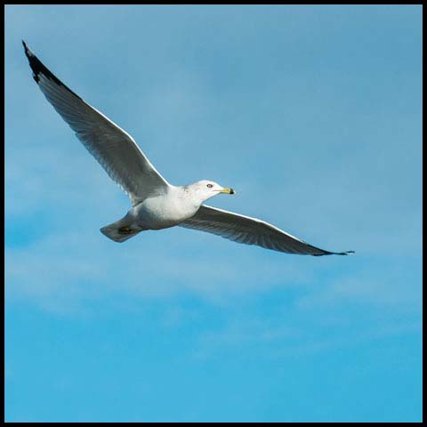 Ring-billed Gull