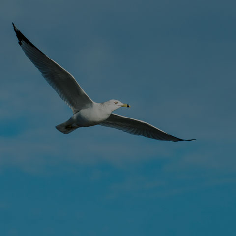 Ring-billed Gull